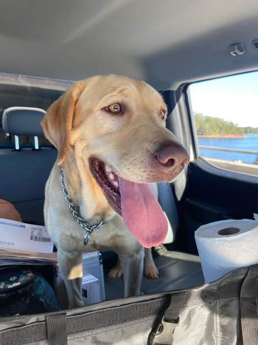 Josie, a Adoptable Labrador Retriever in Seneca, SC image 4/5