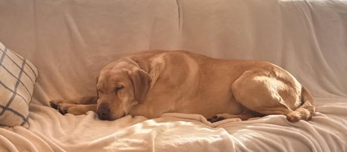 Enlarge Josie $295, a Adoptable Labrador Retriever in Seneca, SC image 3/6