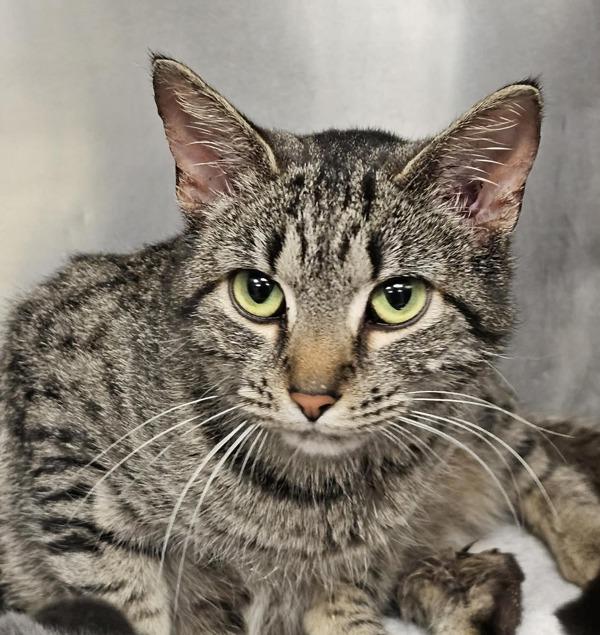 Winnie, Adoptable, Adult Female Domestic Short Hair.