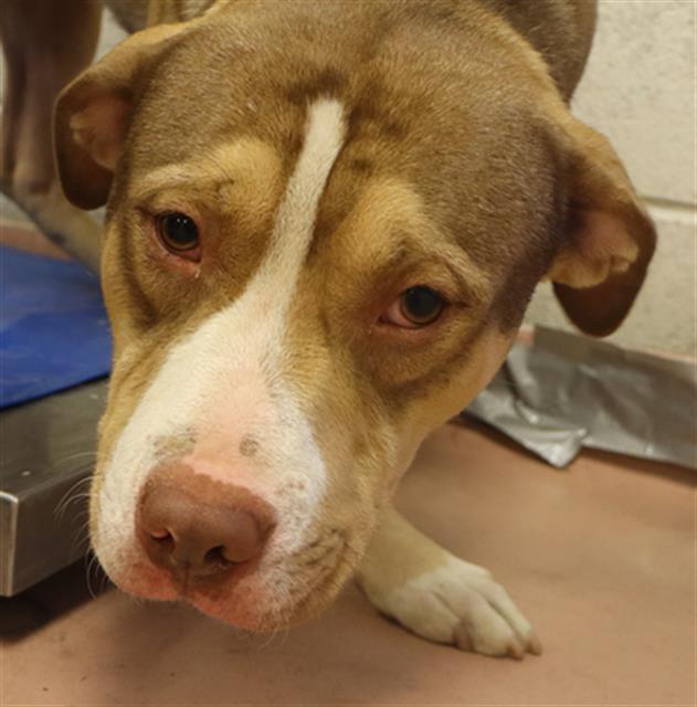 BENJI, Adoptable, Young Male Mixed Breed.