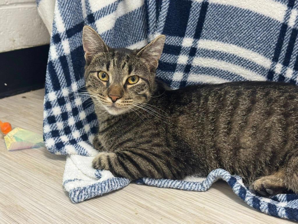 Calzone, Adoptable, Young Male Domestic Short Hair.