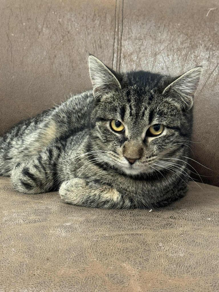 Enlarge Calzone, a Adoptable mixed breed in Marion, OH image 1/3