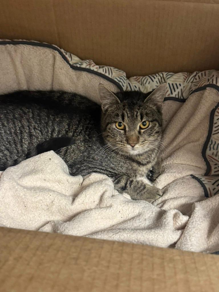 Enlarge Calzone, a Adoptable mixed breed in Marion, OH image 2/3