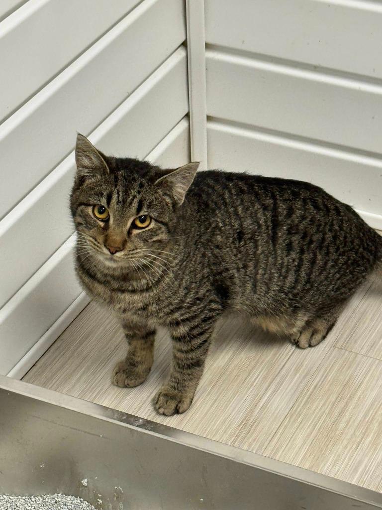 Enlarge Calzone, a Adoptable mixed breed in Marion, OH image 3/3