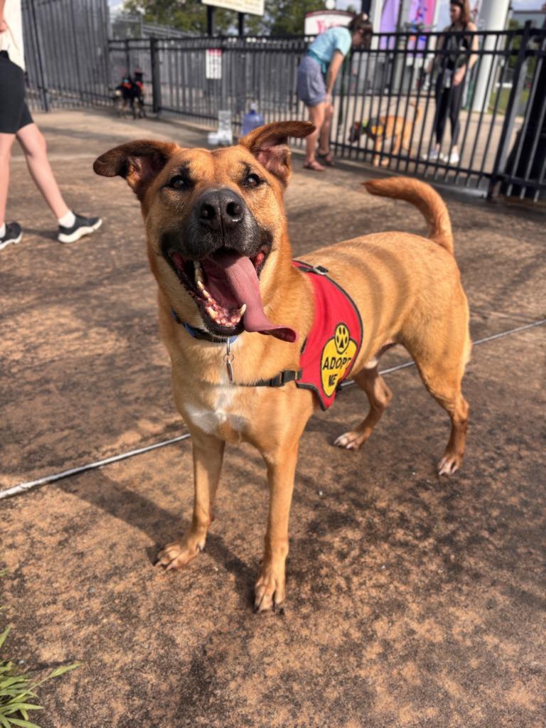 Cavander, Adoptable, Adult Male Mountain Cur.
