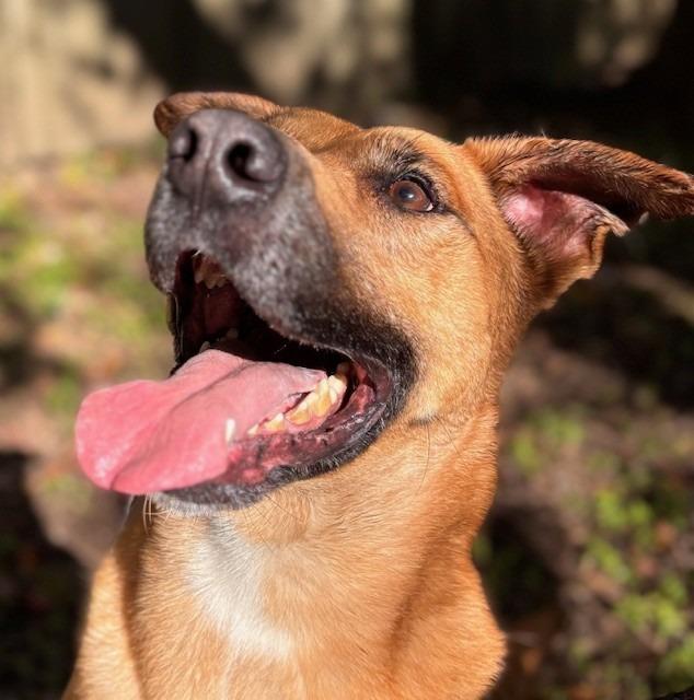 Enlarge Cavander, a Adoptable mixed breed in Little Rock, AR image 2/5