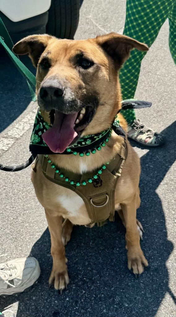 Cavander, a Adoptable mixed breed in Little Rock, AR image 4/5