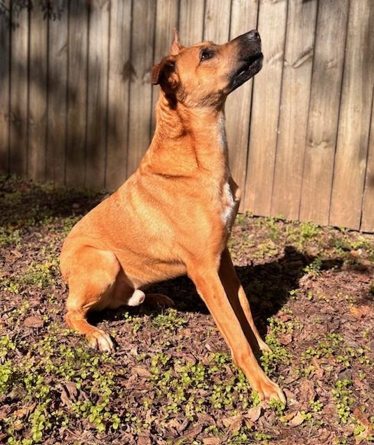 Enlarge Cavander, a Adoptable mixed breed in Little Rock, AR image 5/5