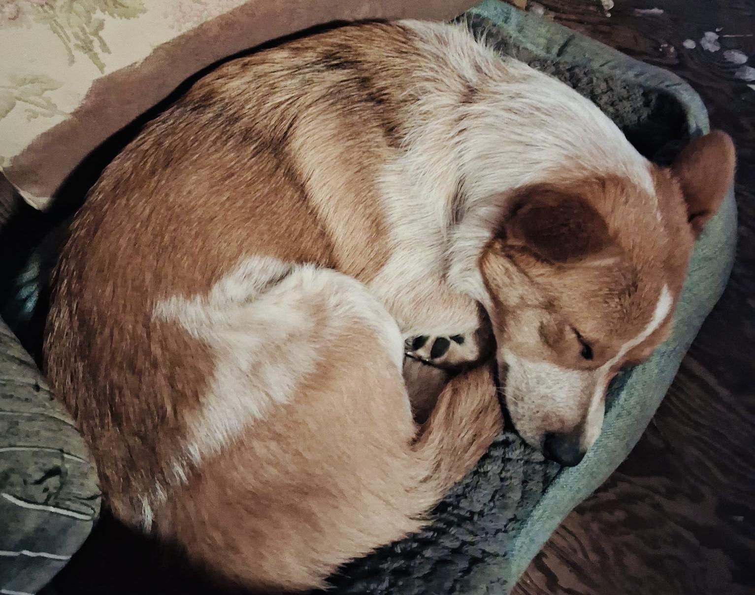 Enlarge Dixie, a Adoptable mixed breed in Grand Rapids, MI image 2/6