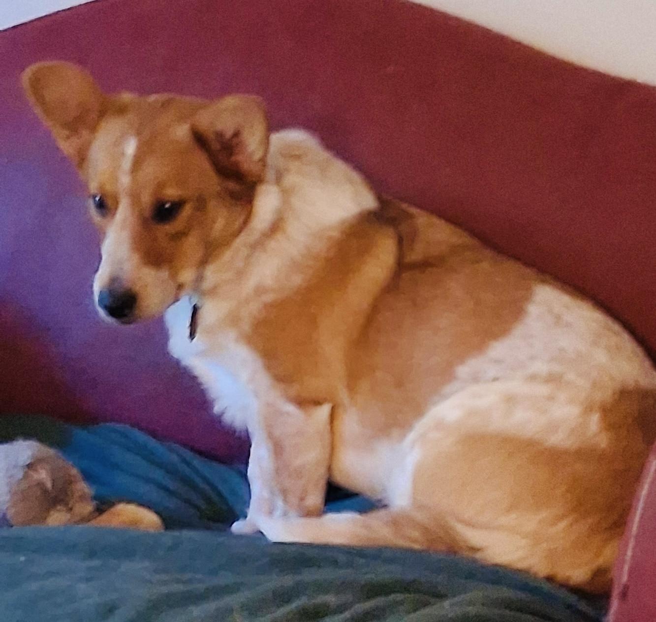 Enlarge Dixie, a Adoptable mixed breed in Grand Rapids, MI image 3/6