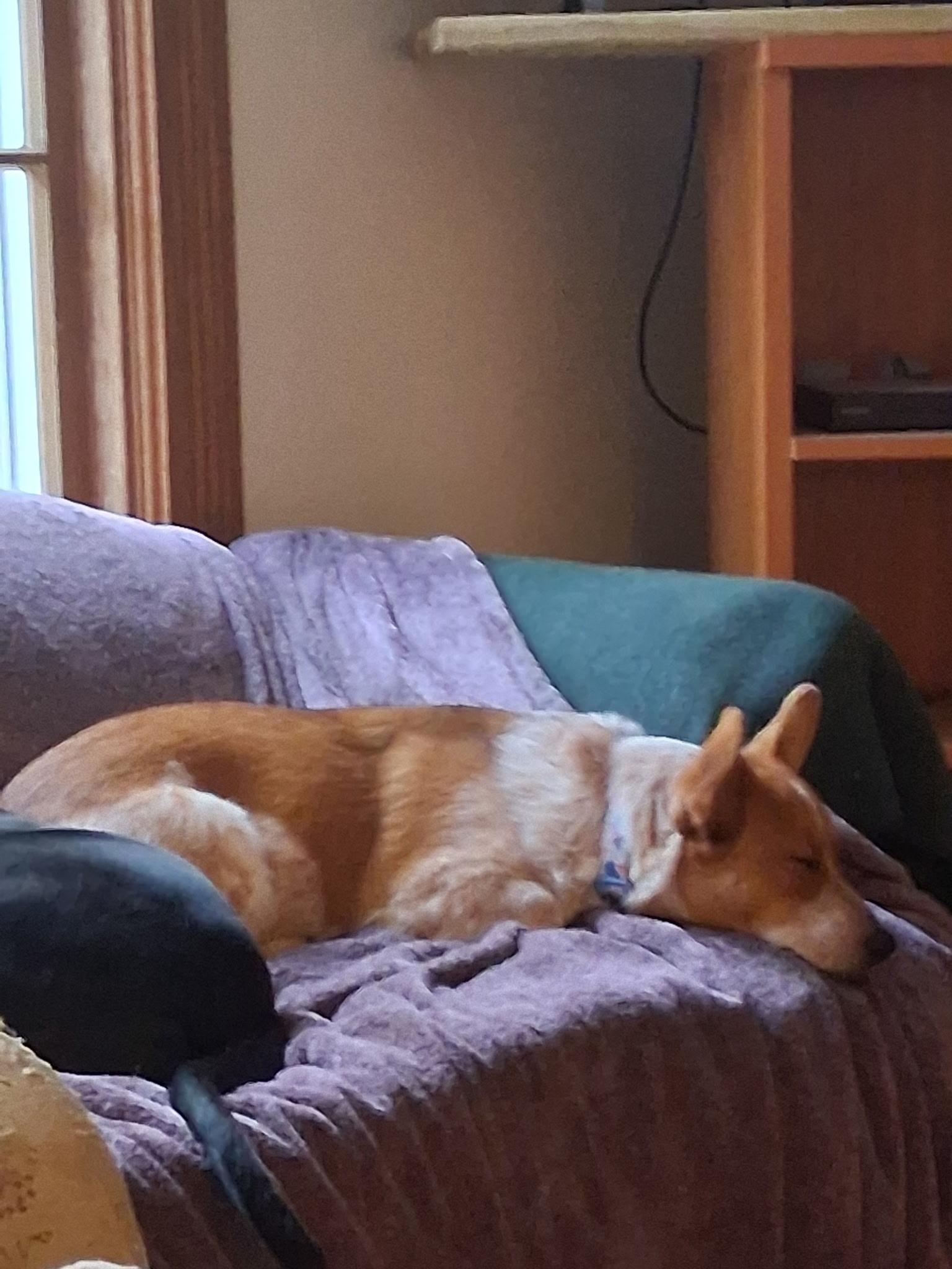 Enlarge Dixie, a Adoptable mixed breed in Grand Rapids, MI image 4/6