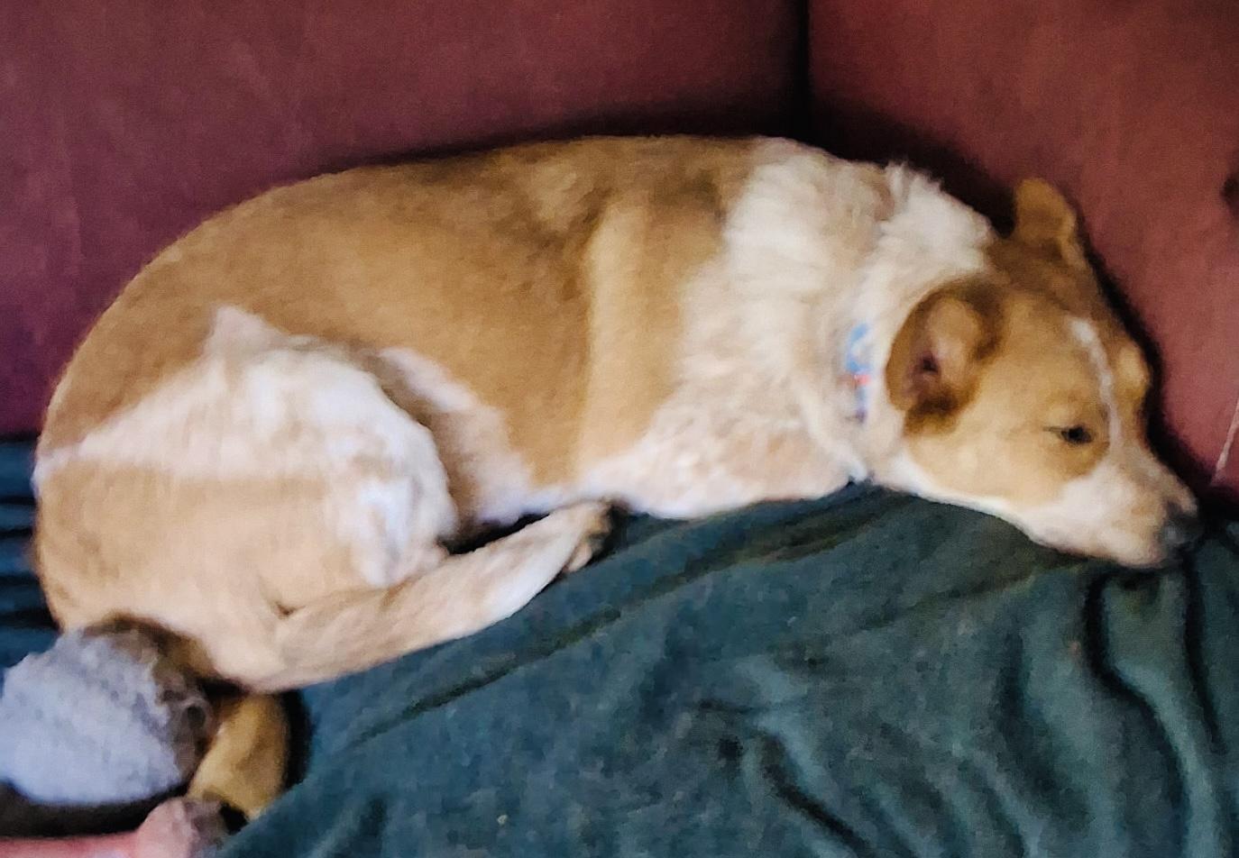 Enlarge Dixie, a Adoptable mixed breed in Grand Rapids, MI image 6/6