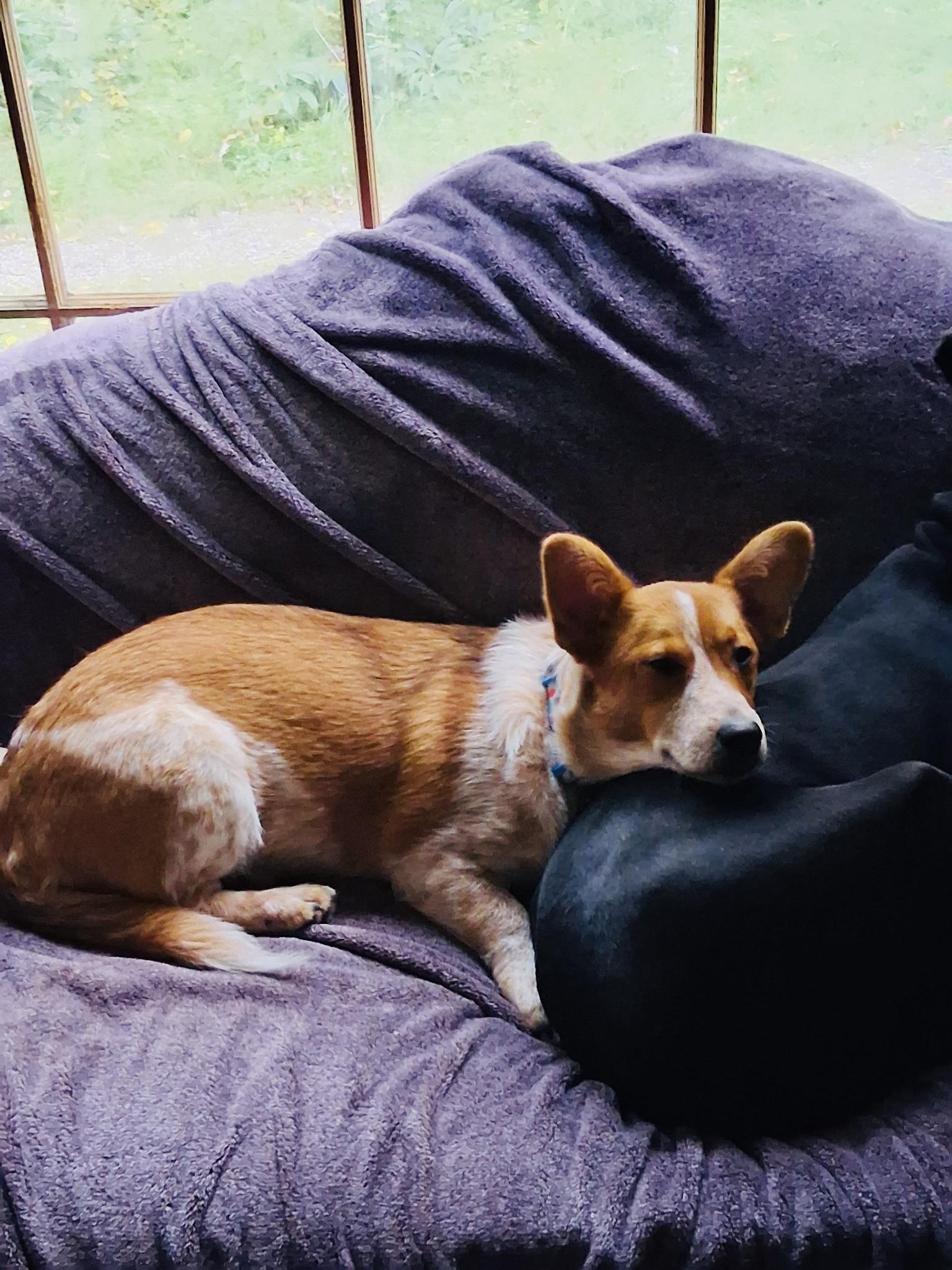 Dixie, Adoptable, Adult Female Corgi & Cattle Dog.