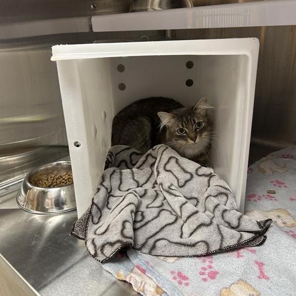 Houdini, Adopted, Young Female Domestic Short Hair.