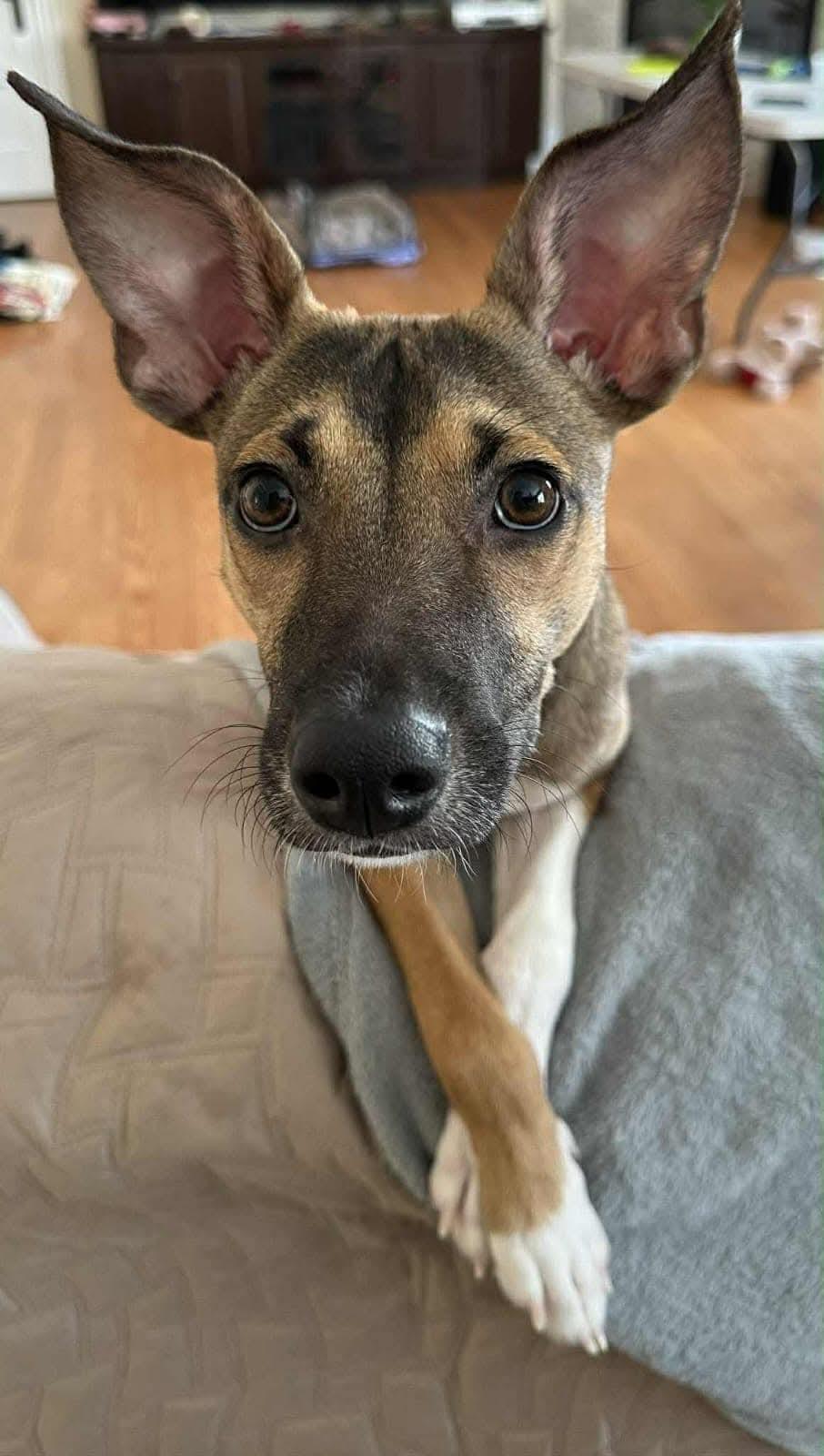 Enlarge Milo, a ADOPTABLE mixed breed in North York, ON image 1/4