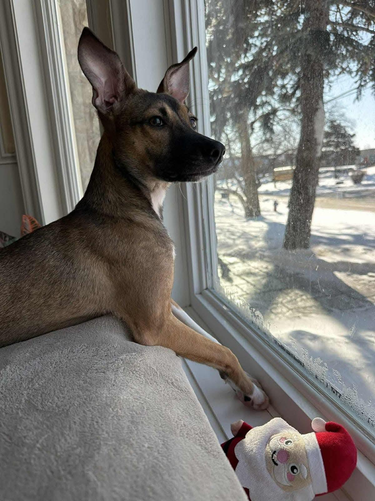 Enlarge Milo, a ADOPTABLE mixed breed in North York, ON image 2/4