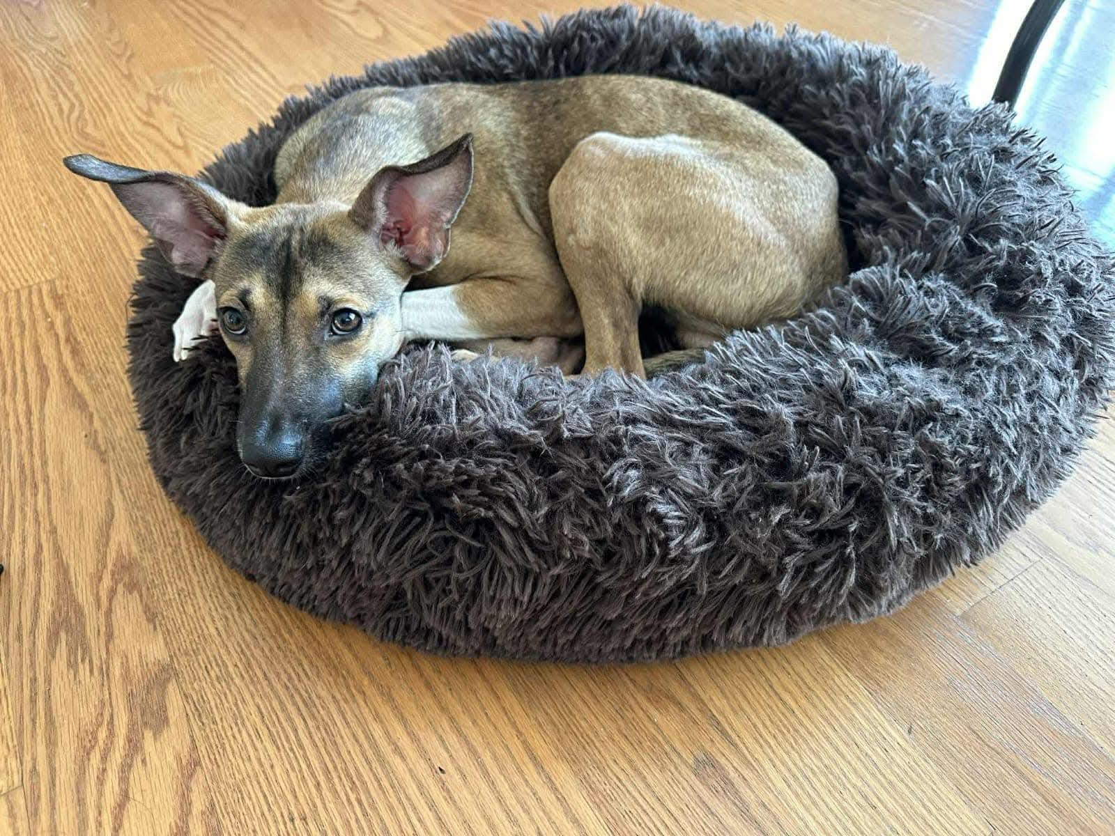 Enlarge Milo, a ADOPTABLE mixed breed in North York, ON image 3/4