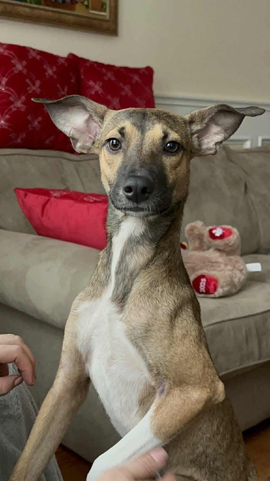 Enlarge Milo, a ADOPTABLE mixed breed in North York, ON image 4/4