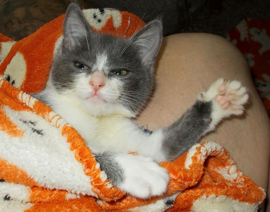 Flopsy (special needs), a Adoptable Domestic Short Hair in Chattanooga, TN image 1/8