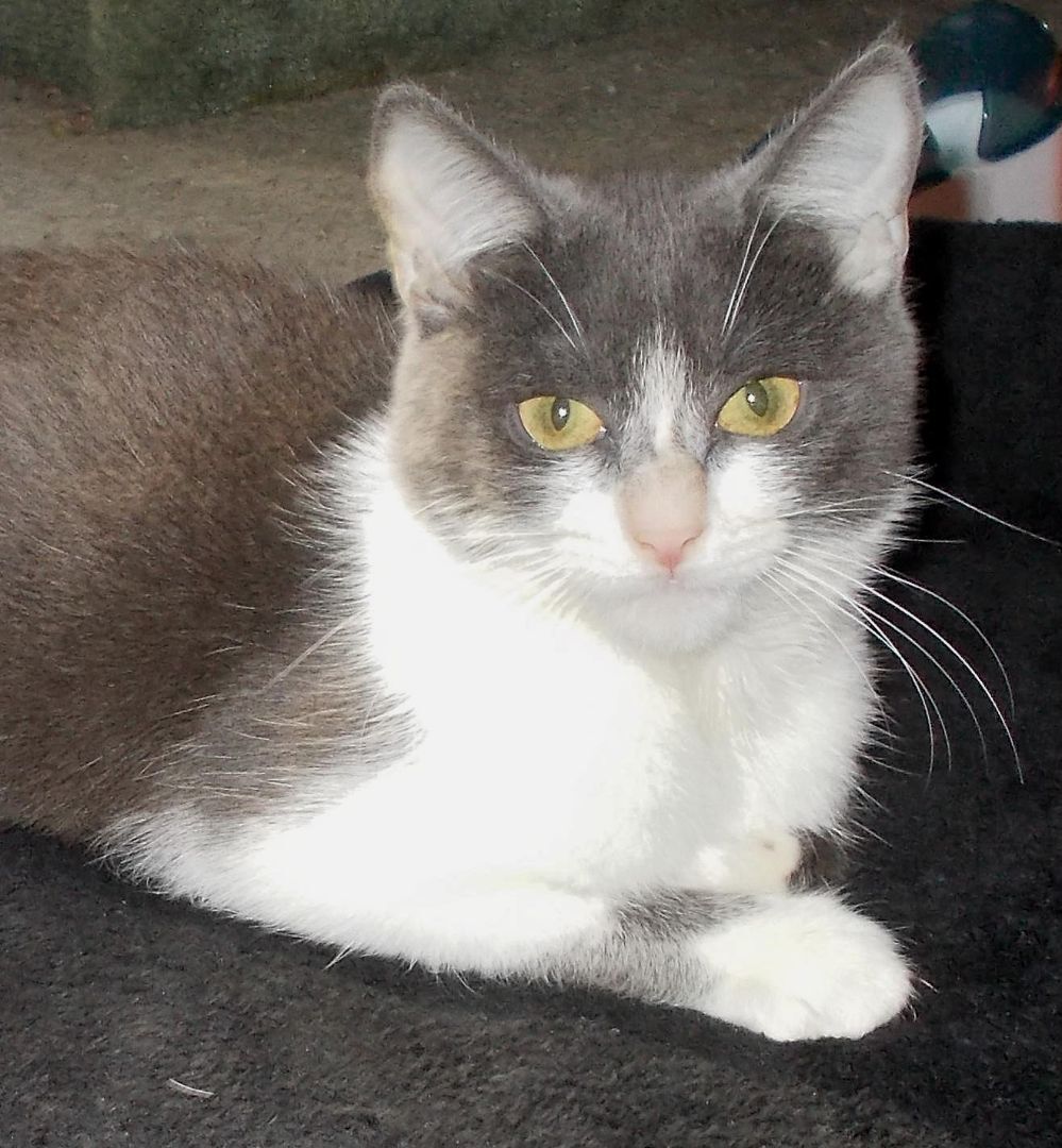 Flopsy (special needs), a Adoptable Domestic Short Hair in Chattanooga, TN image 2/8