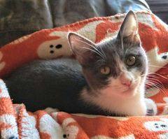 Flopsy (special needs), a Adoptable Domestic Short Hair in Chattanooga, TN image 3/8
