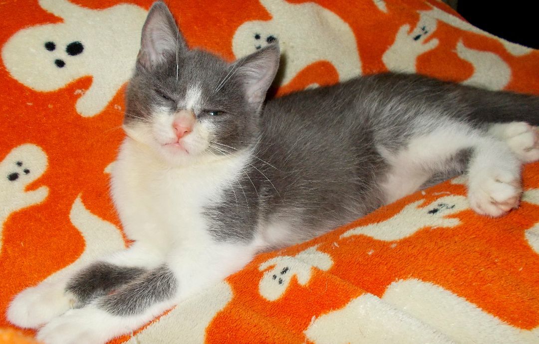 Flopsy (special needs), a Adoptable Domestic Short Hair in Chattanooga, TN image 4/8