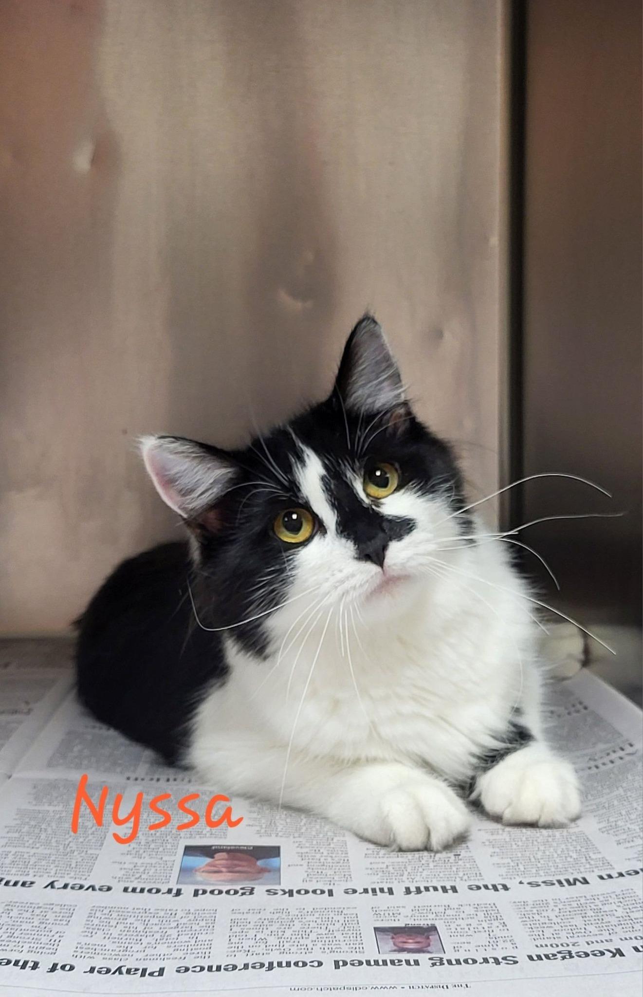 Nyssa, adopted, Young Female Domestic Long Hair.