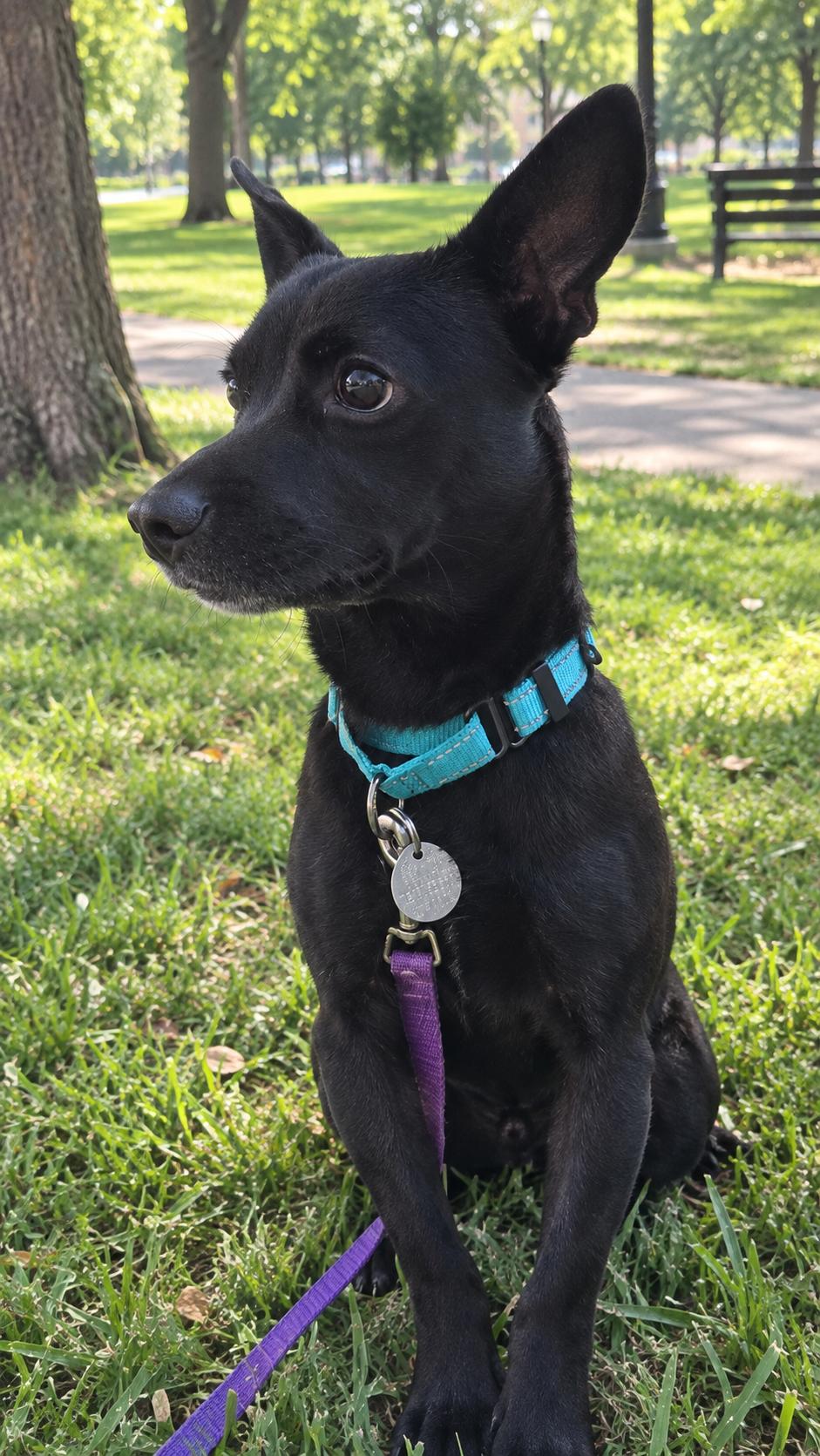 Tarpon, Adoptable, Young Male Chiweenie & Chihuahua.