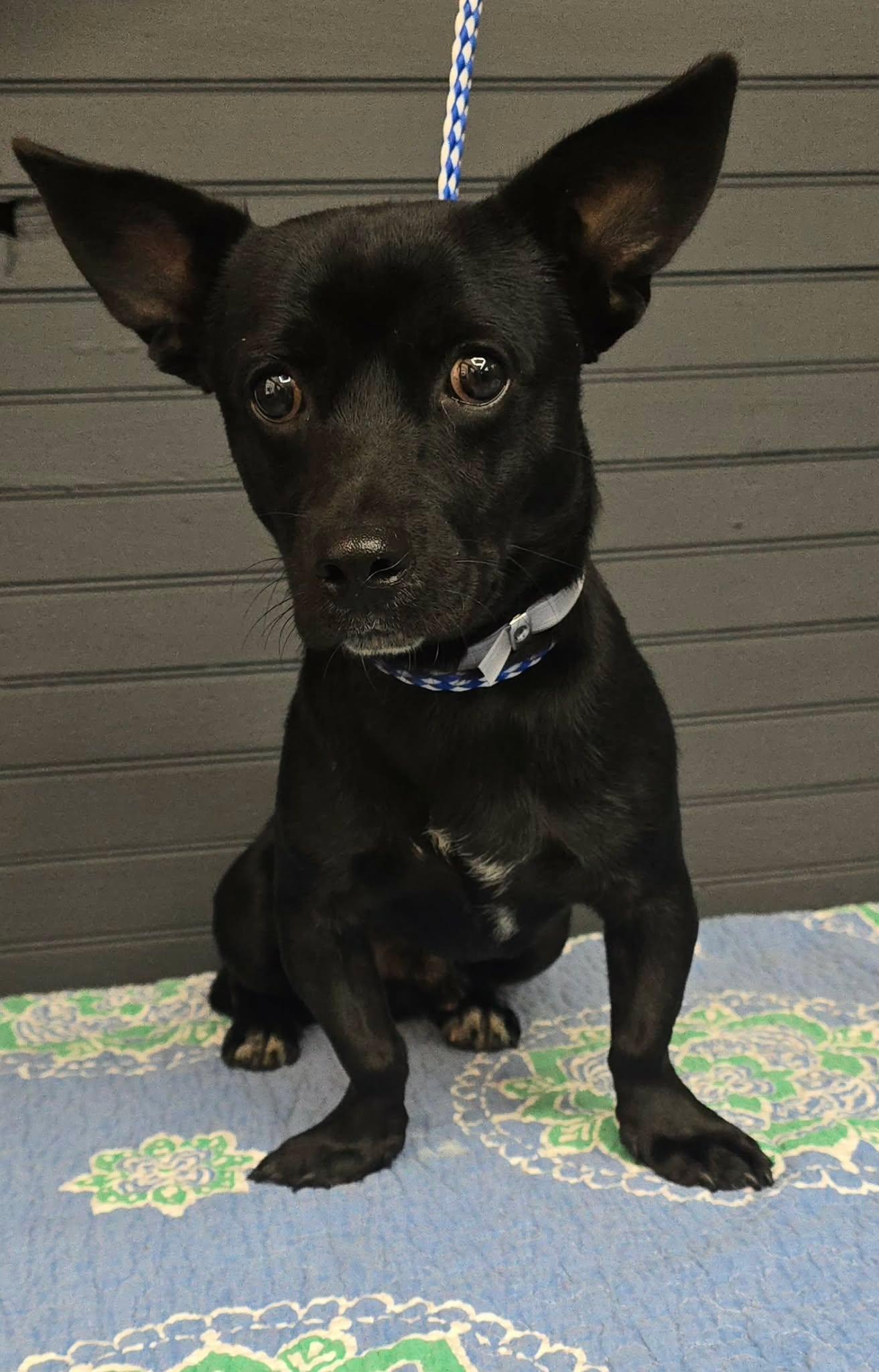 Enlarge Tarpon, a Adoptable mixed breed in Mahopac, NY image 2/2