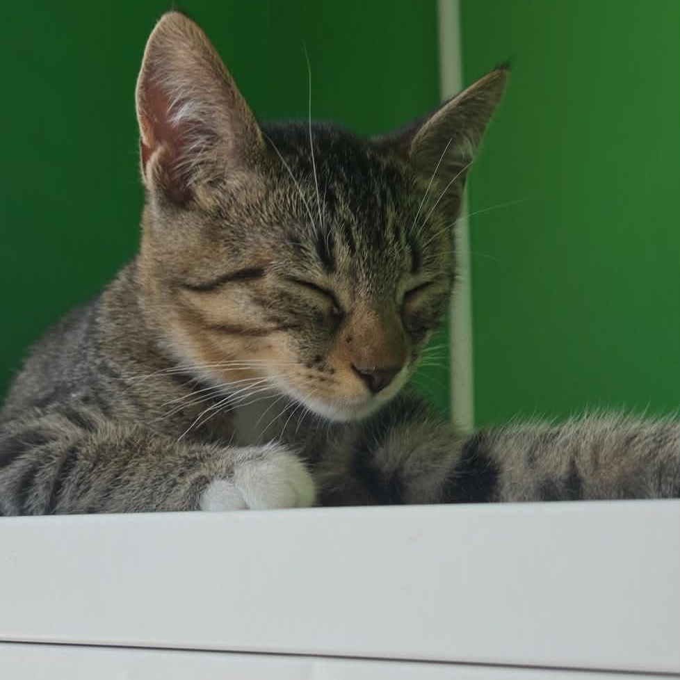 Enlarge Blaze, a Adoptable Domestic Short Hair in Rochester, NY image 4/4