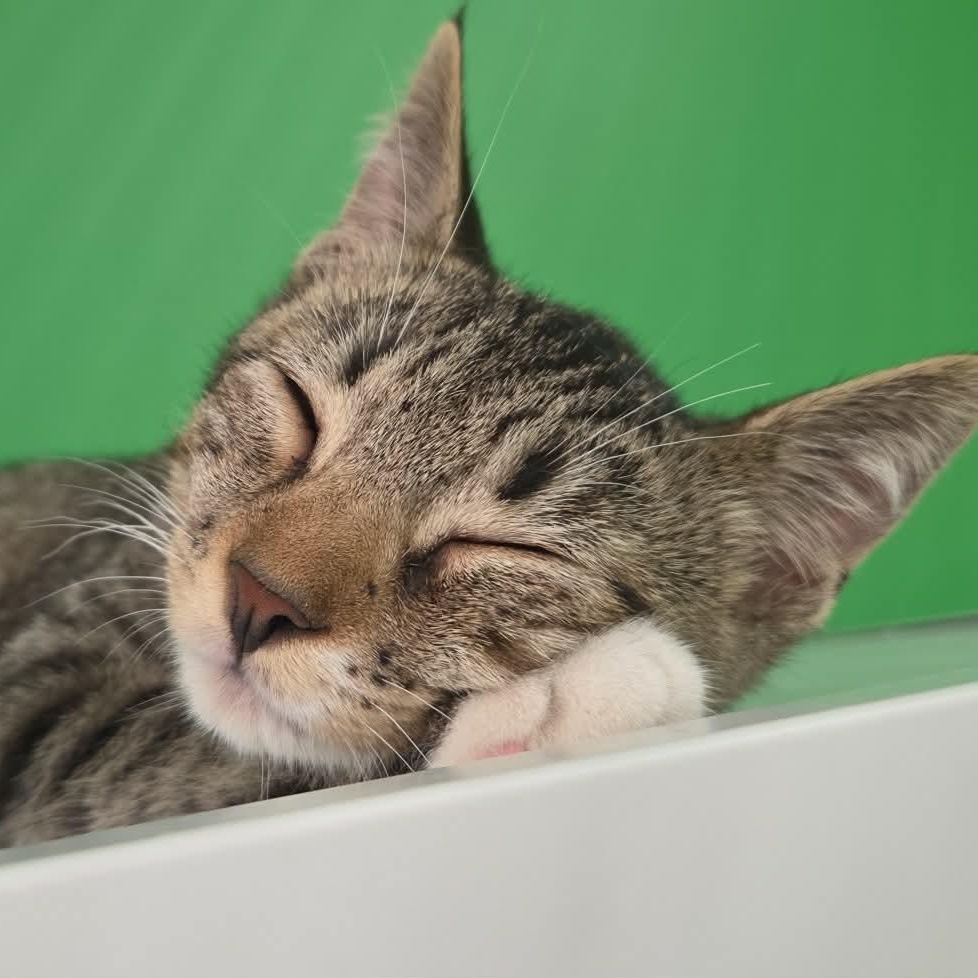 Enlarge Blaze, a Adoptable Domestic Short Hair in Rochester, NY image 2/4