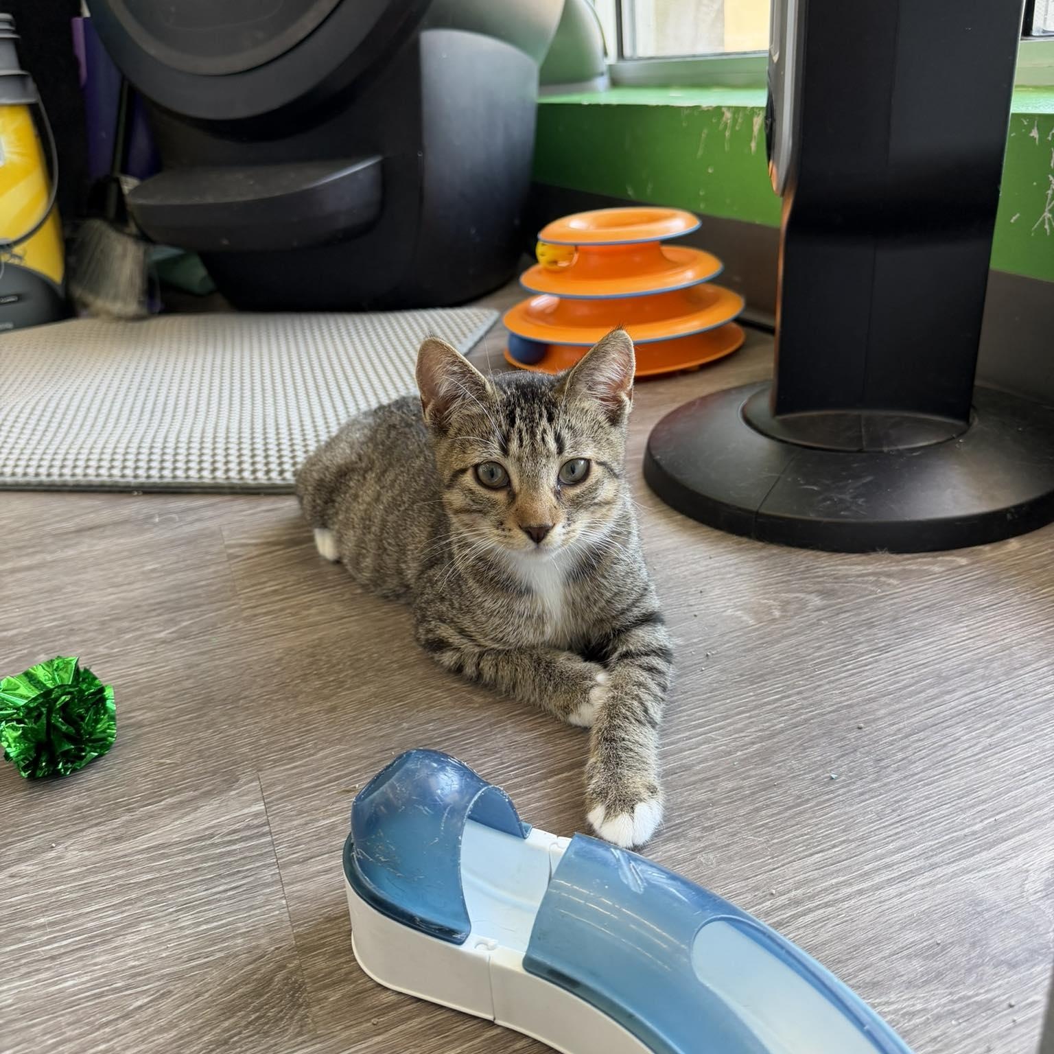 Blaze, Adoptable, Kitten Male Domestic Short Hair.