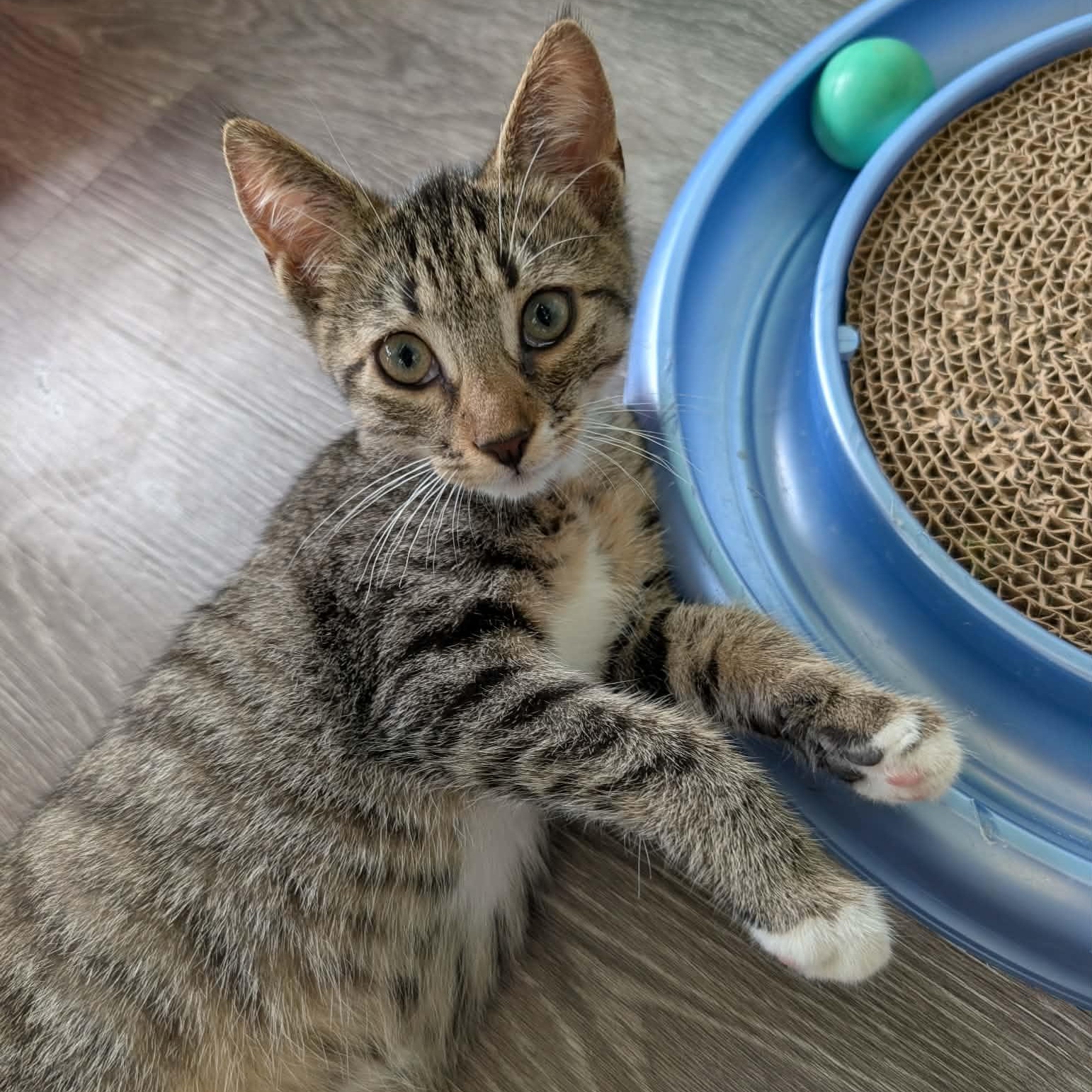 Enlarge Blaze, a Adoptable Domestic Short Hair in Rochester, NY image 3/4