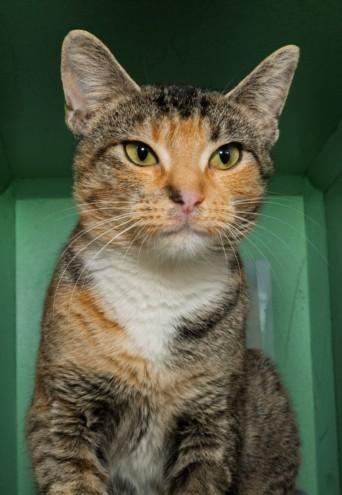 SAMIRA, Adoptable, Adult Female Domestic Short Hair & Domestic Short Hair.