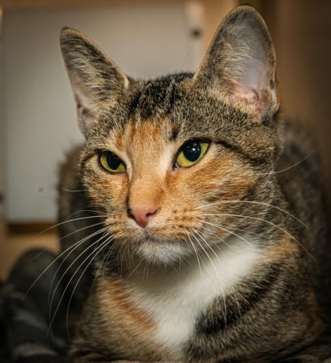 SAMIRA, Adoptable, Adult Female Domestic Short Hair & Domestic Short Hair.
