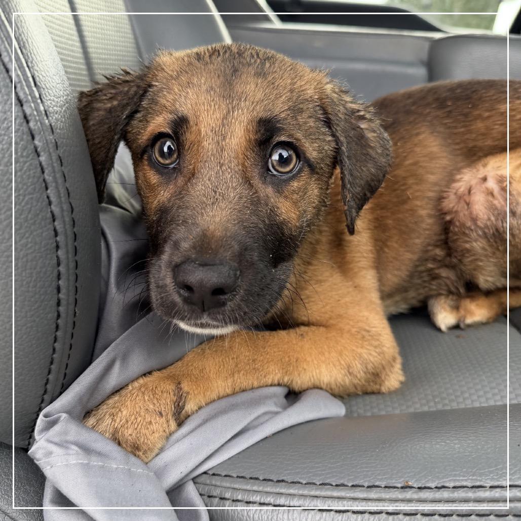 Enlarge Ransom, a Adoptable Mixed Breed in Little Rock, AR image 1/1