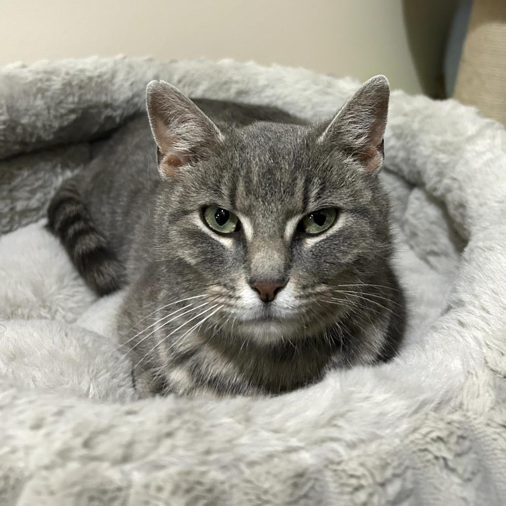 Enlarge Olive G., a Adoptable Domestic Short Hair in Normal, IL image 2/3