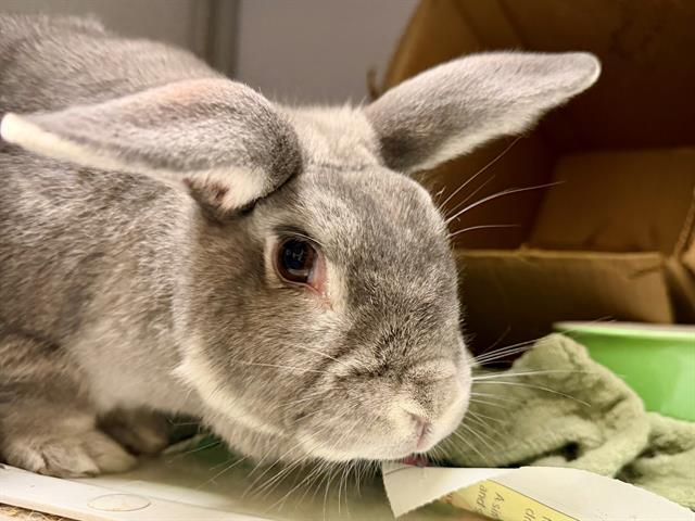 MARIPOSA, Adoptable, Adult Female Bunny Rabbit.