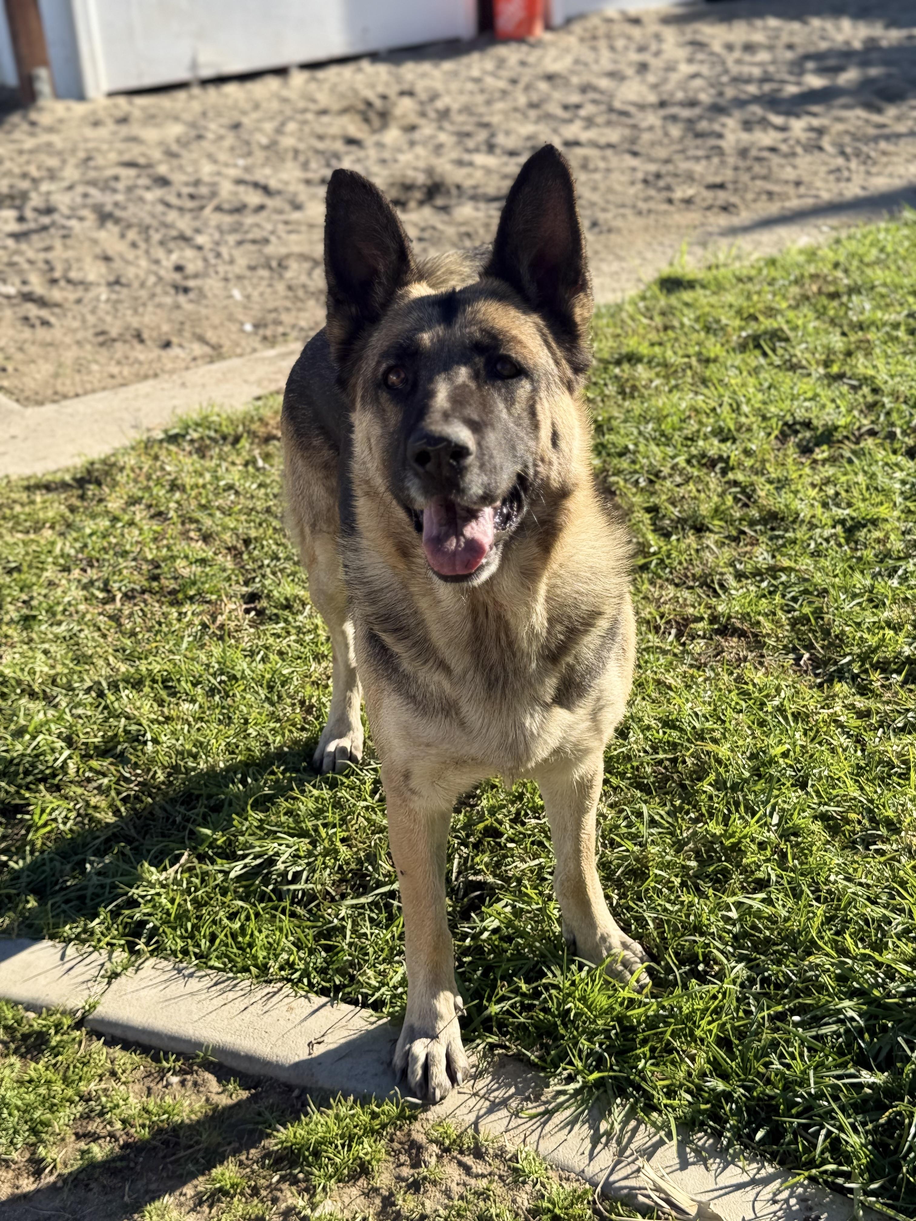 Oak, ADOPTABLE, Young Male German Shepherd Dog.