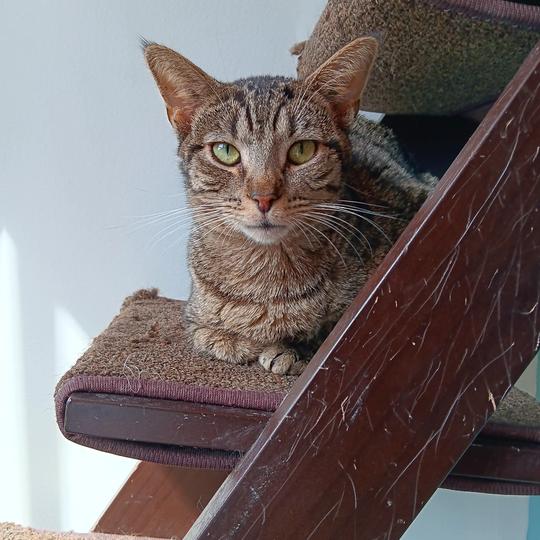 Enlarge Ghost Pepper, a Adoptable Domestic Short Hair in Alexandria, VA image 1/1