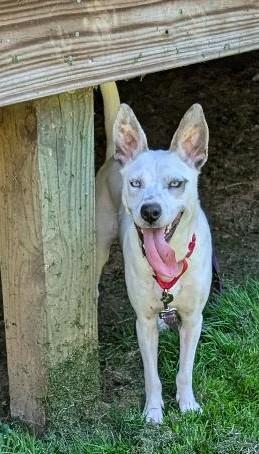 Lola, a ADOPTABLE mixed breed in Watertown, CT image 4/6