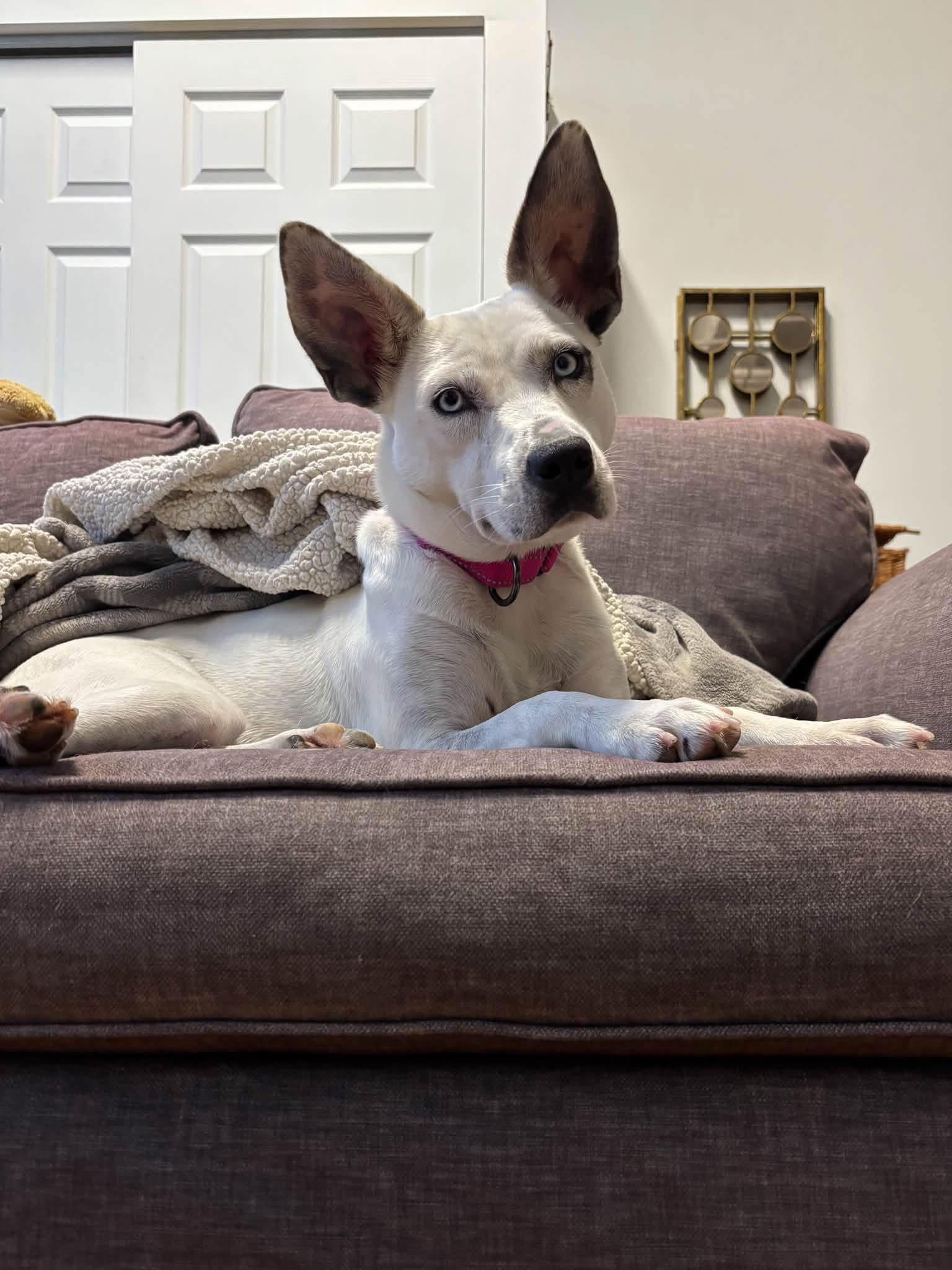 Lola, a ADOPTABLE mixed breed in Watertown, CT image 2/6