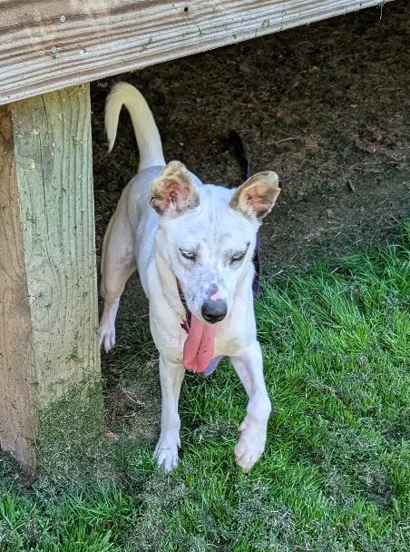 Lola, a ADOPTABLE mixed breed in Watertown, CT image 2/6