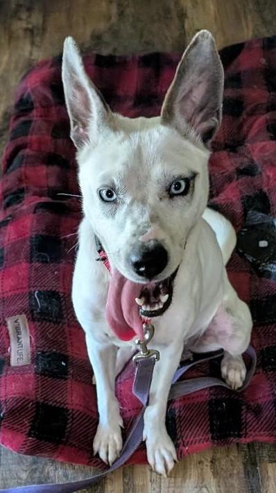 Lola, a ADOPTABLE mixed breed in Watertown, CT image 3/6