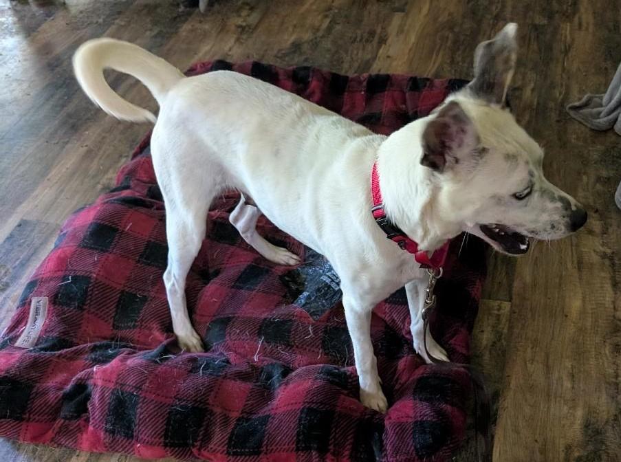 Lola, a ADOPTABLE mixed breed in Watertown, CT image 6/6