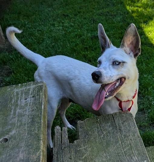 Lola, a ADOPTABLE mixed breed in Watertown, CT image 5/6