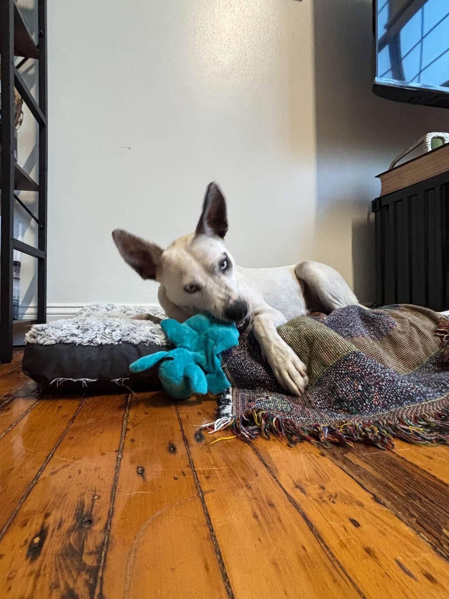 Lola, a ADOPTABLE mixed breed in Watertown, CT image 4/6