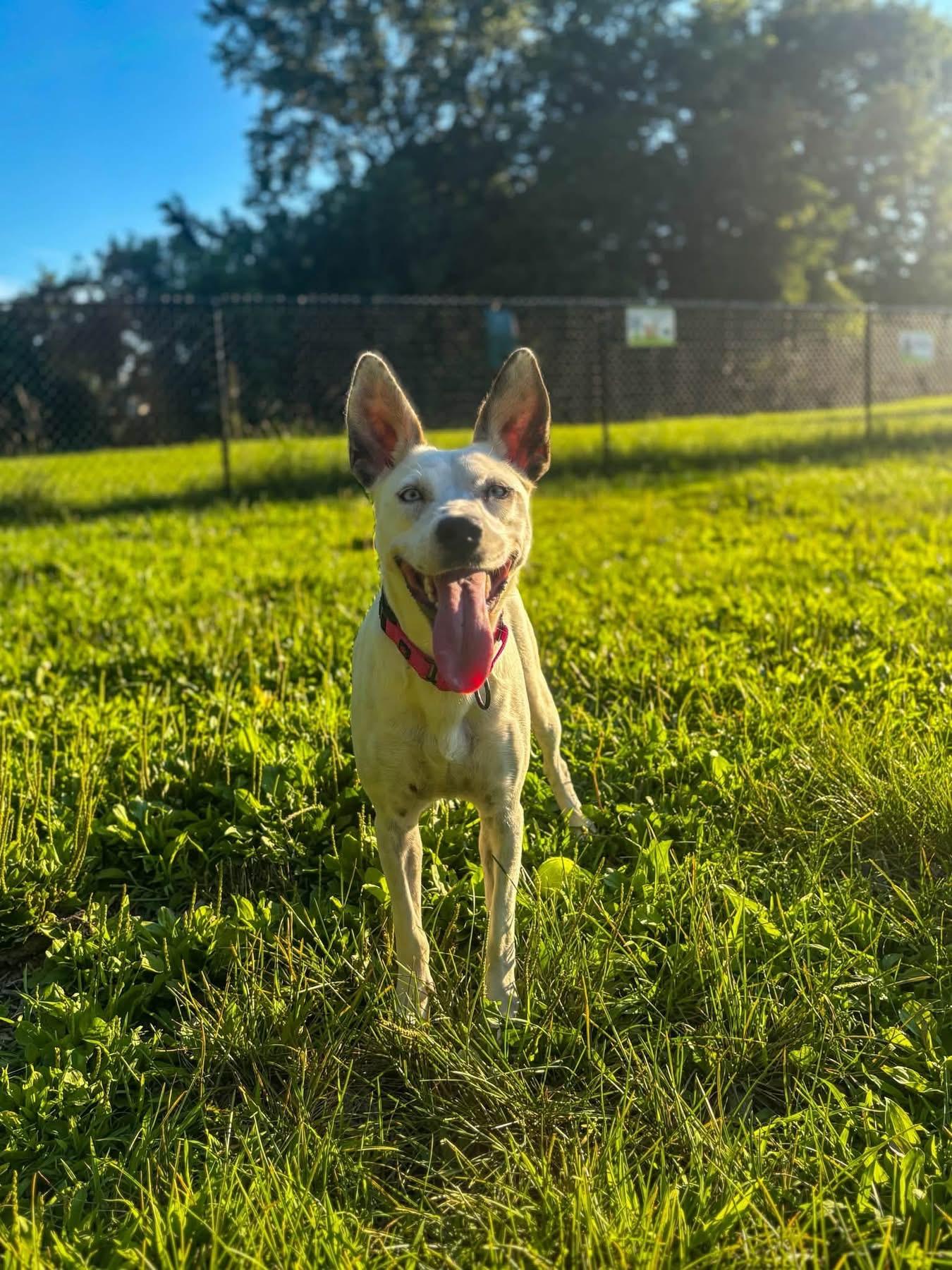 Lola, a ADOPTABLE mixed breed in Watertown, CT image 6/6