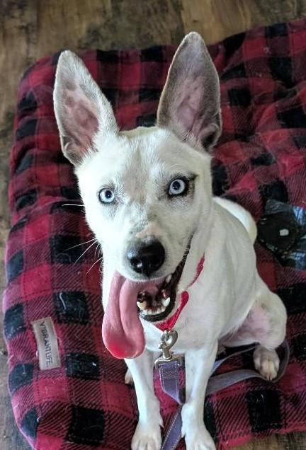 Lola, a ADOPTABLE mixed breed in Watertown, CT image 1/6
