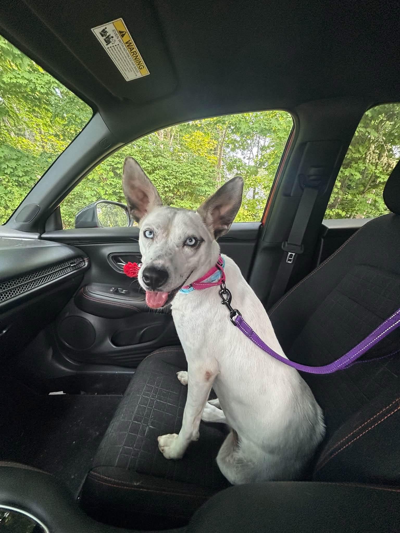 Lola, ADOPTABLE, Adult Female Husky & Labrador Retriever.